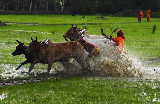 سباق الثيران فى الهند من أجل زيادة الأمطار