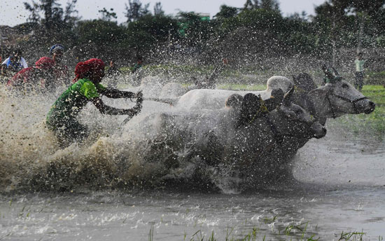 سباق الثيران فى الهند خلال مهرجان الرياح الموسمية