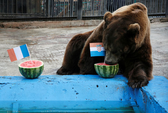 الدب يأكل من بطيخة العلم الكرواتى 