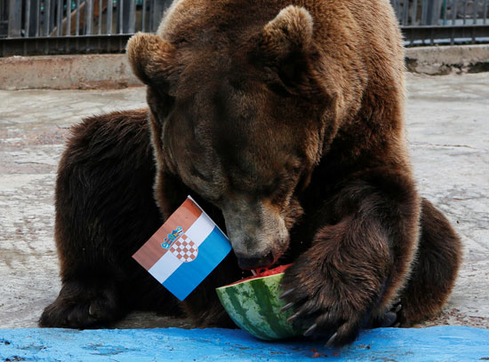 الدب الروسى يتوقع فوز كرواتيا 