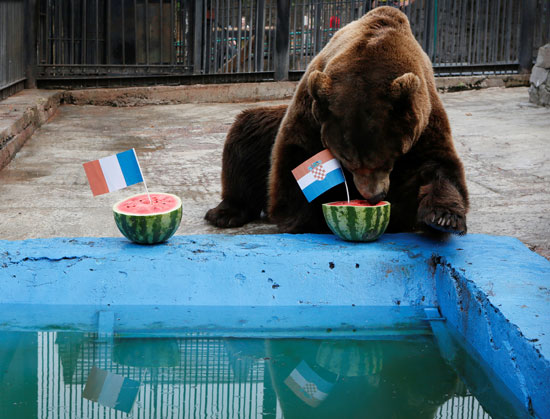 اختيار الدب الروسى للفائز 