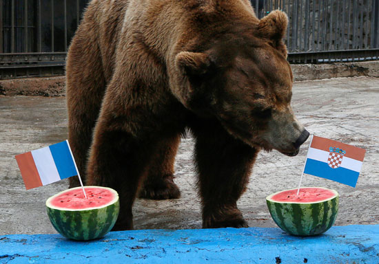 الدب الروسى يتوجه إلى علم كرواتيا 
