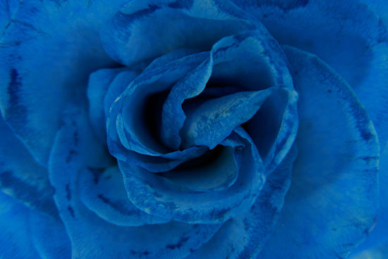 وردة-زرقاء