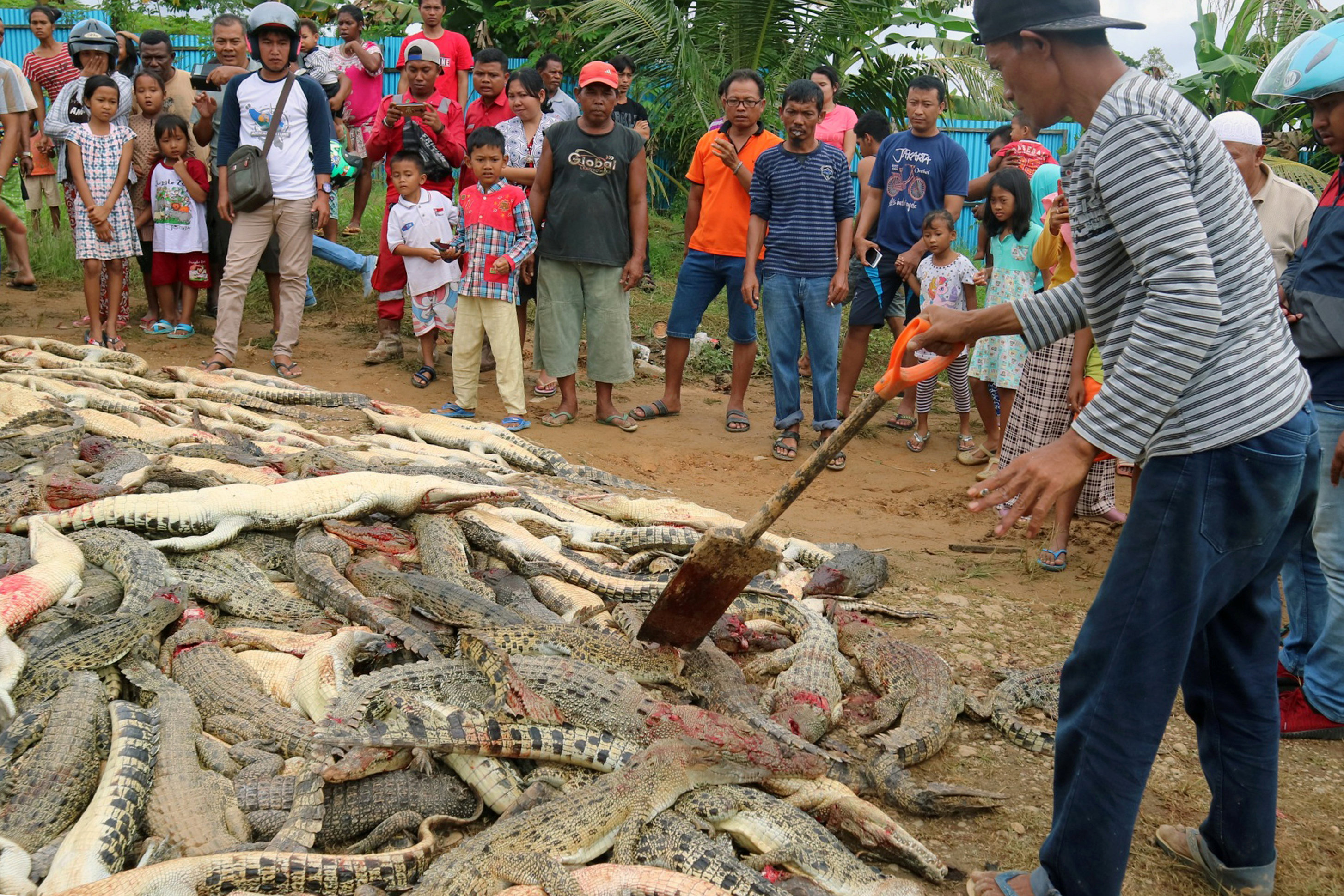 قرويون في إندونيسيا يقتلون قرابة 300 تمساح