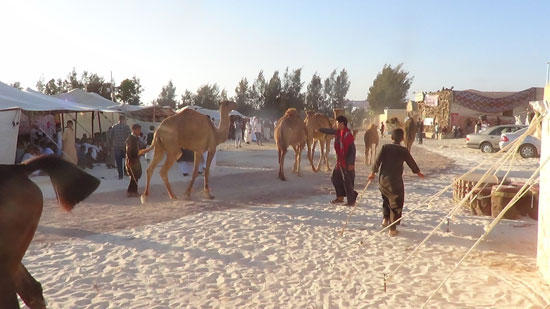       سباقات وعرض للإبل الصحراوية خلال مهرجان تراث مطروح