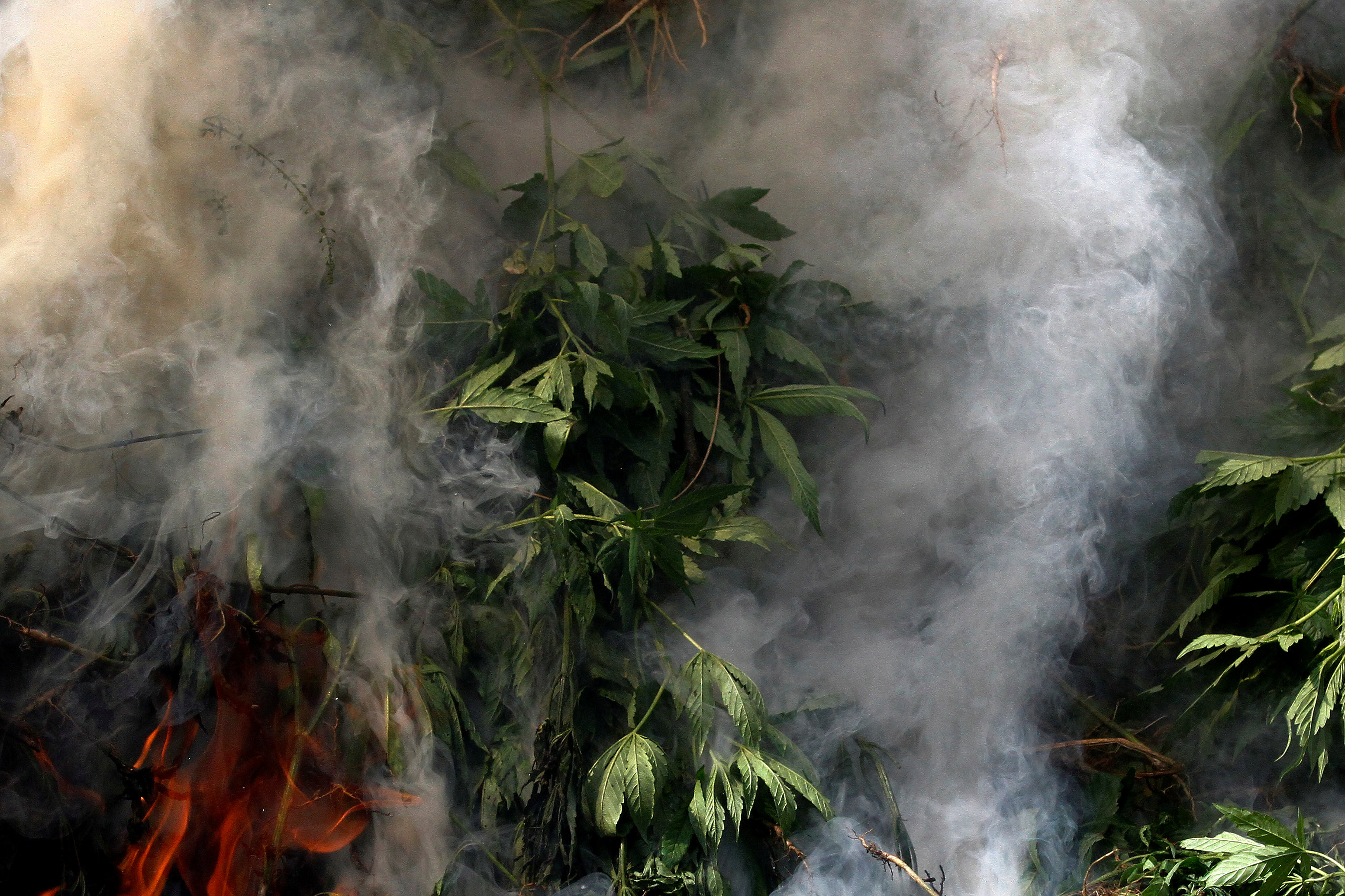 حرق نبات الماريجوانا 