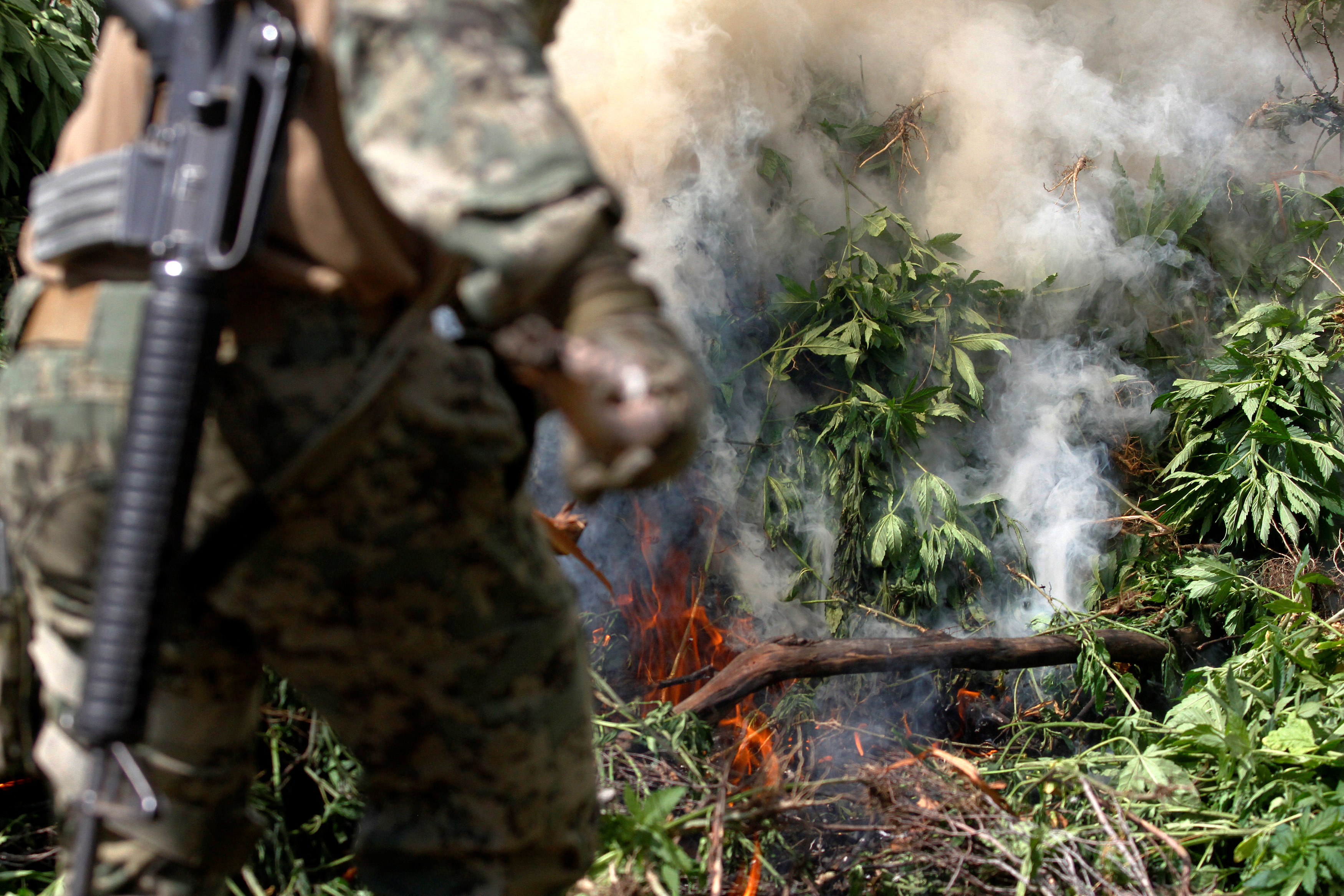 قوات الجيش تحرق نبات الماريجوانا 