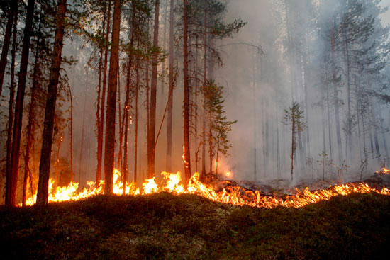 النيران تدمر الأشجار