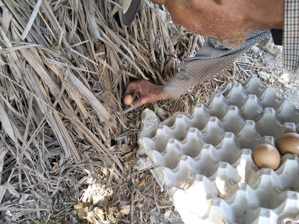مكافحة الافاعى بالبيض (2)