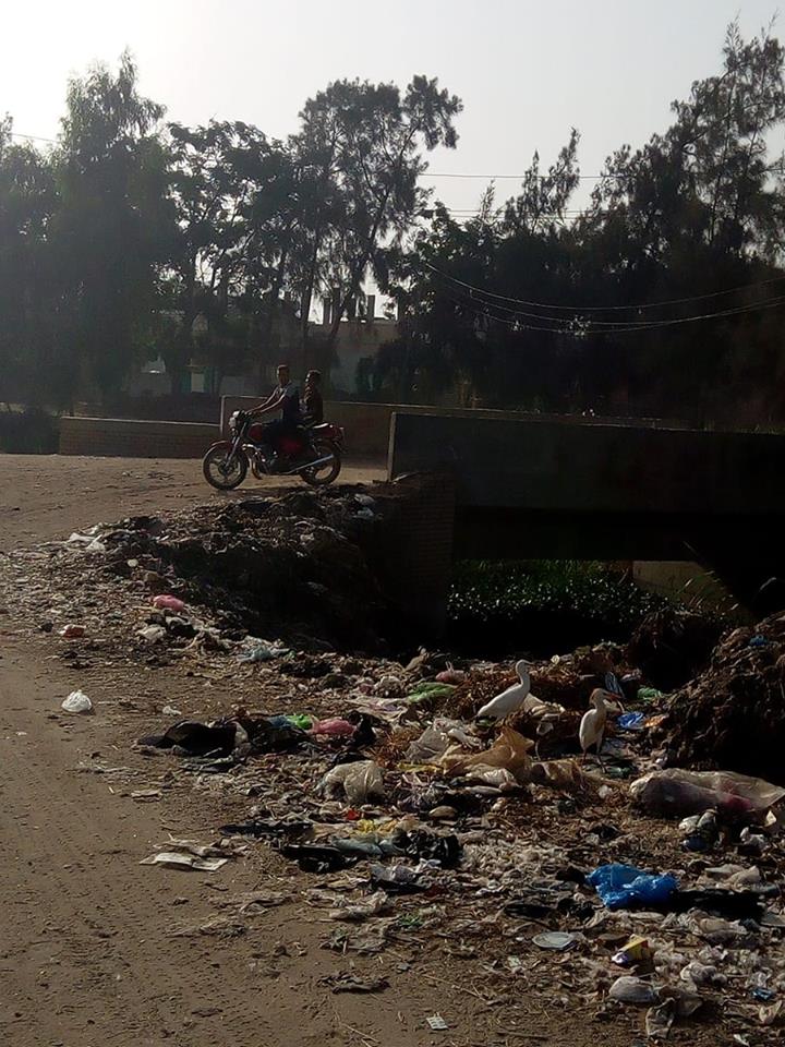 القمامة فى شوارع أبو شميس (4)