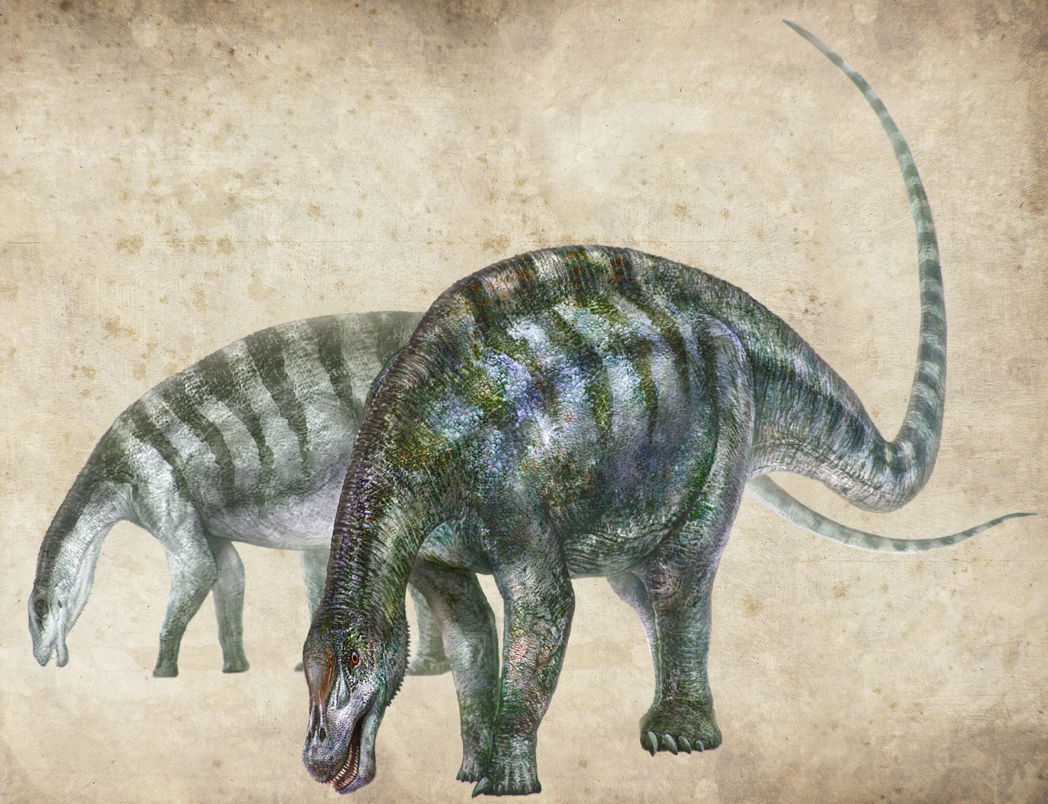  الديناصور طويل العنق 