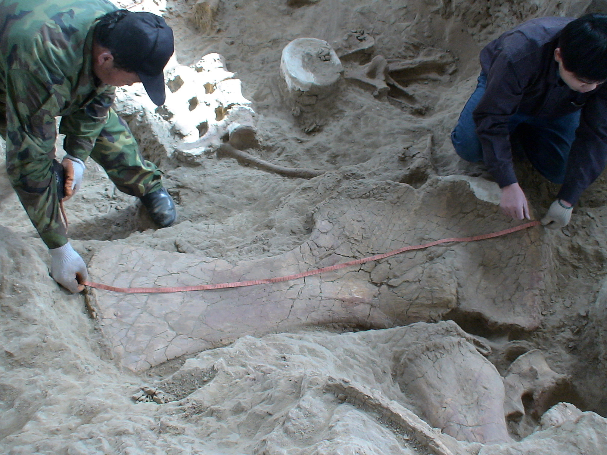 اكتشاف حفريات الديناصور 