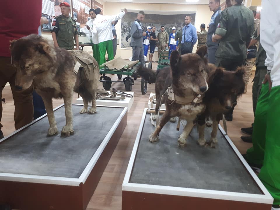 كلاب الحرب فى المتحف الحربى الروسى