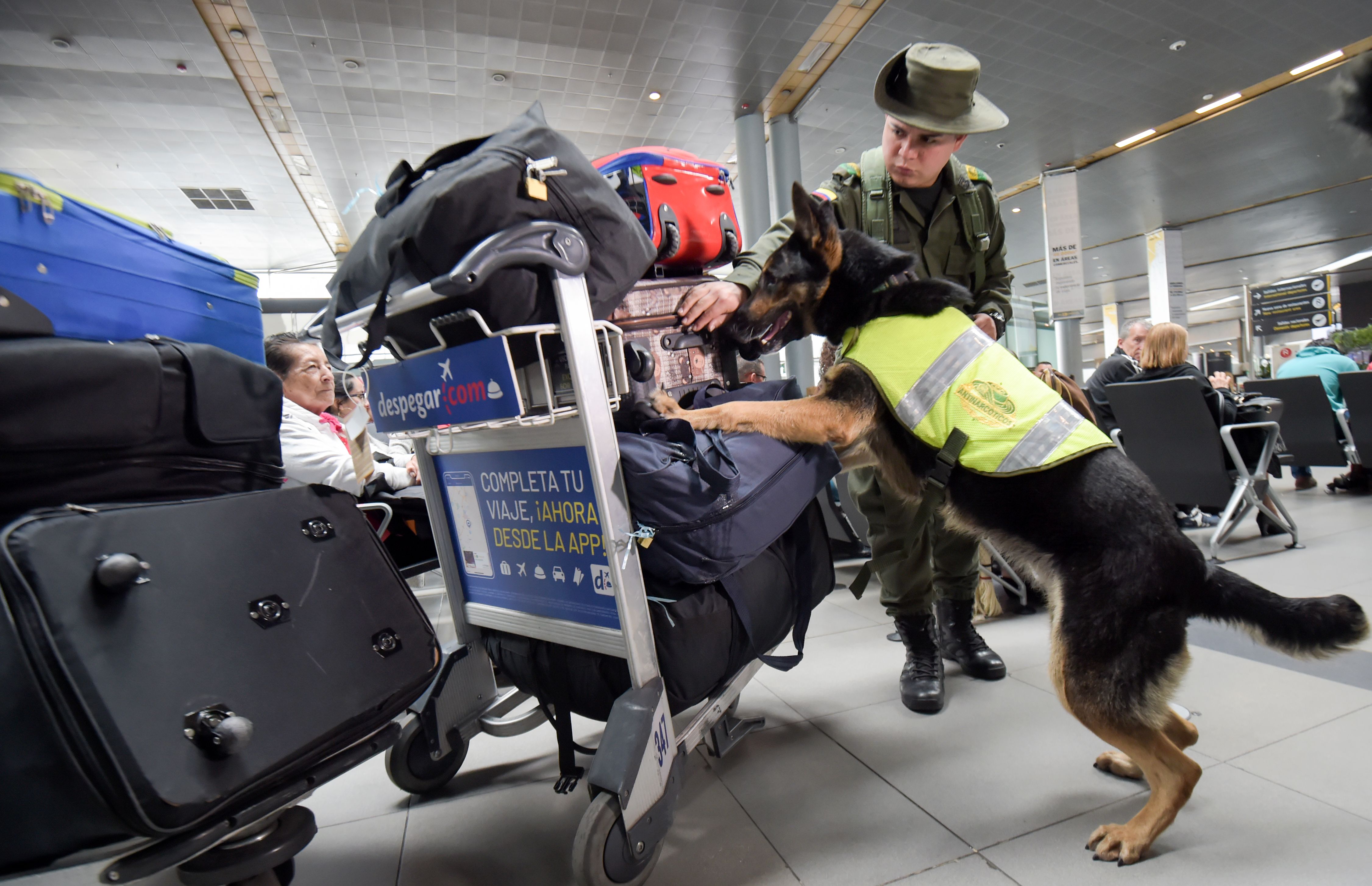 الكلبة سومبرا داخل المطار