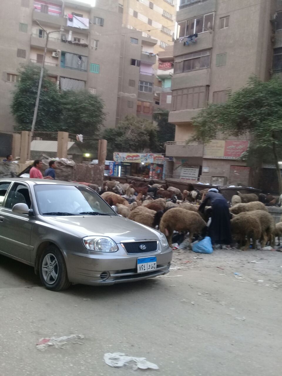 الأغنام تلتهم القمامة بشوارع طهرمس