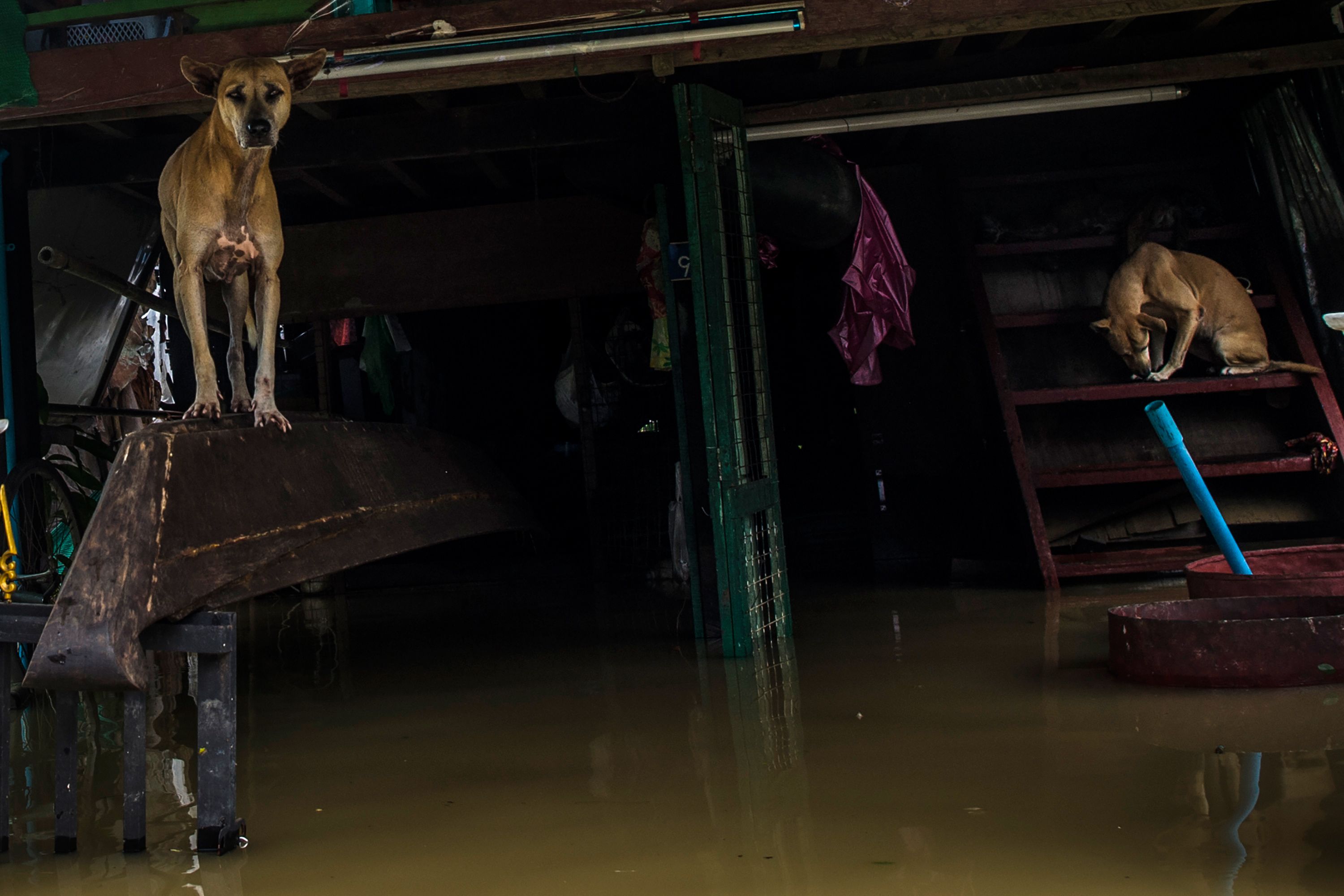 الفيضانات فى ميانمار (9)