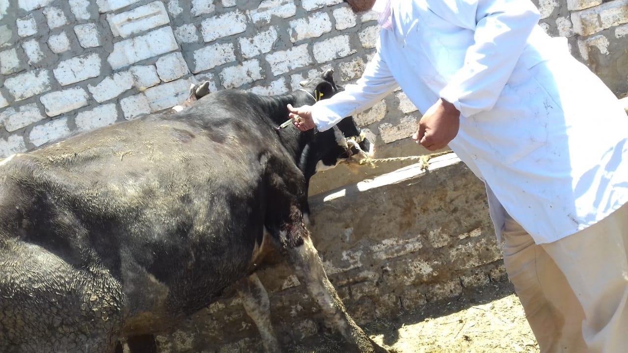 تحصين الماشية بكفر الشيخ ضد مرض الجلد العقدي