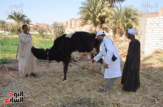               الطب البيطري تعلن تطعيم 2637 رأس ماشية و183 ألف كتكوت