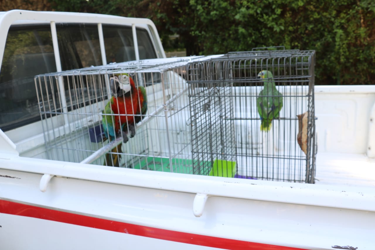 وزارة البية تحبط تهريب طيور برية