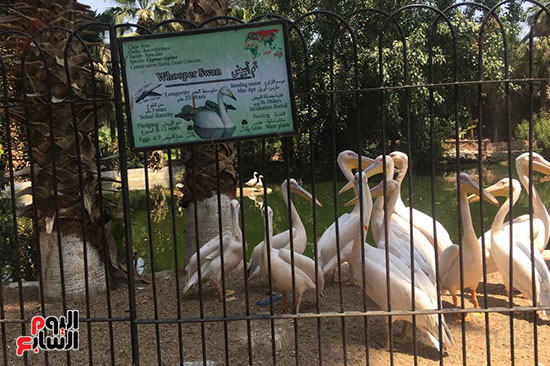 نائب وزير الزراعة تتفقد حديقة الحيوان بالجيزة استعداداً لعيد الأضحى (7)