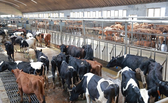 الأبقار فى المزرعة التى زارها كيم جونج أون