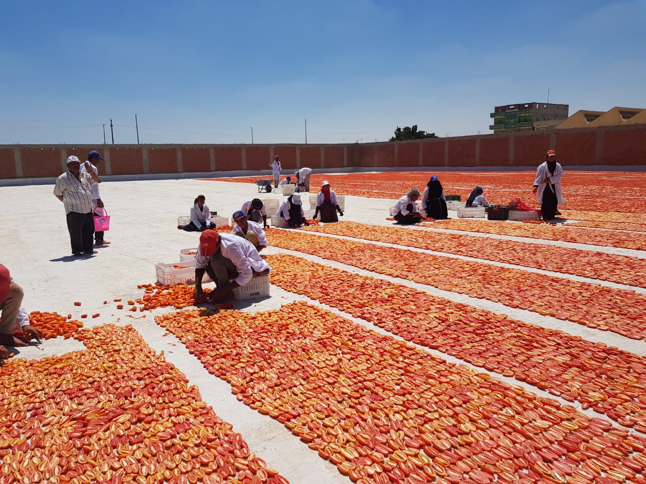 الفاو تسلم وحدة لتجفيف الطماطم لجمعية بالنوبارية  (8)