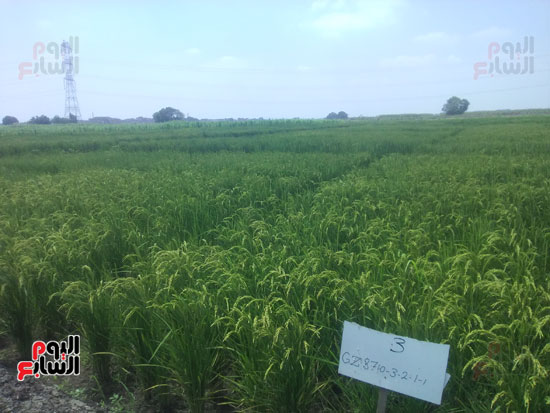 الحقول الارشادية لزراعة الأرز
