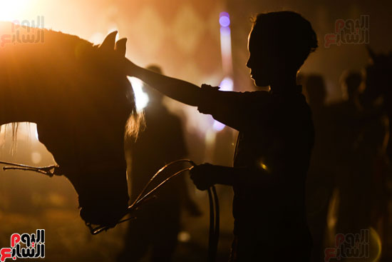 احد الاطفال يداعب الخيل