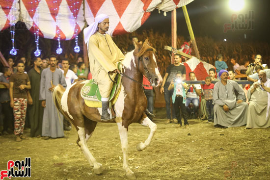 بداية عرض الرقص بالخيل 