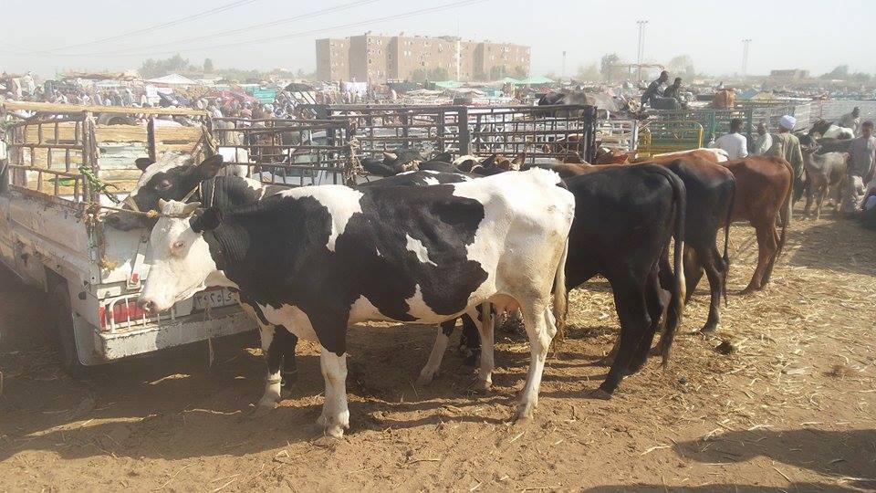 انتشار الابقار والعجول فى أسواق الماشية بالأقصر