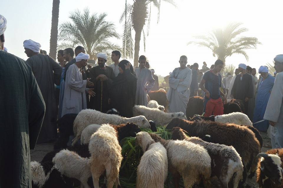 الاهالى يتوافدون على أسواق الماشية لشراء أضحية العيد