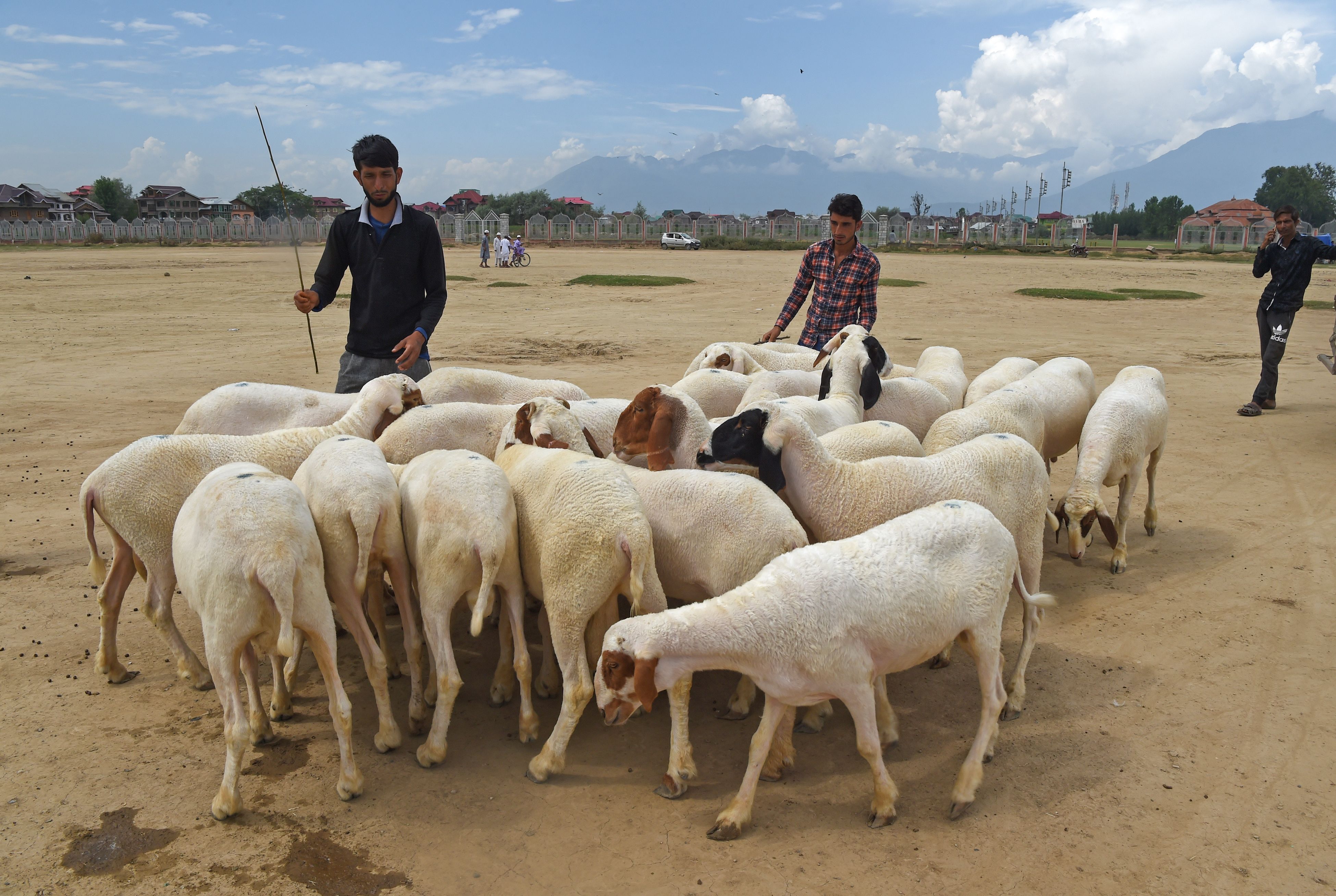 أسوق الماشية فى الهند