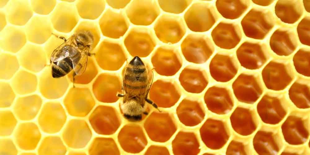 فوائد شمع العسل 9