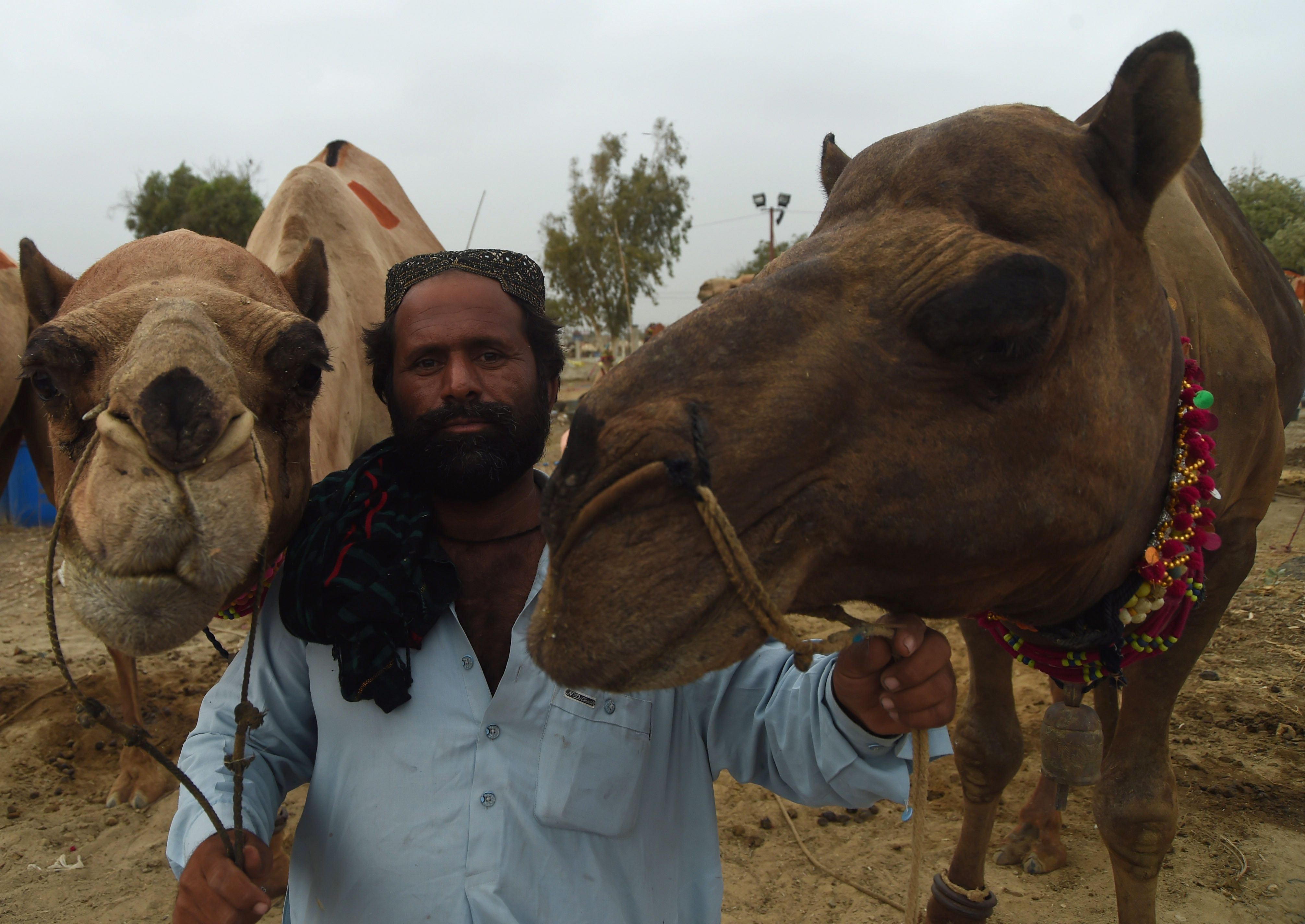 سوق الماشية فى باكستان