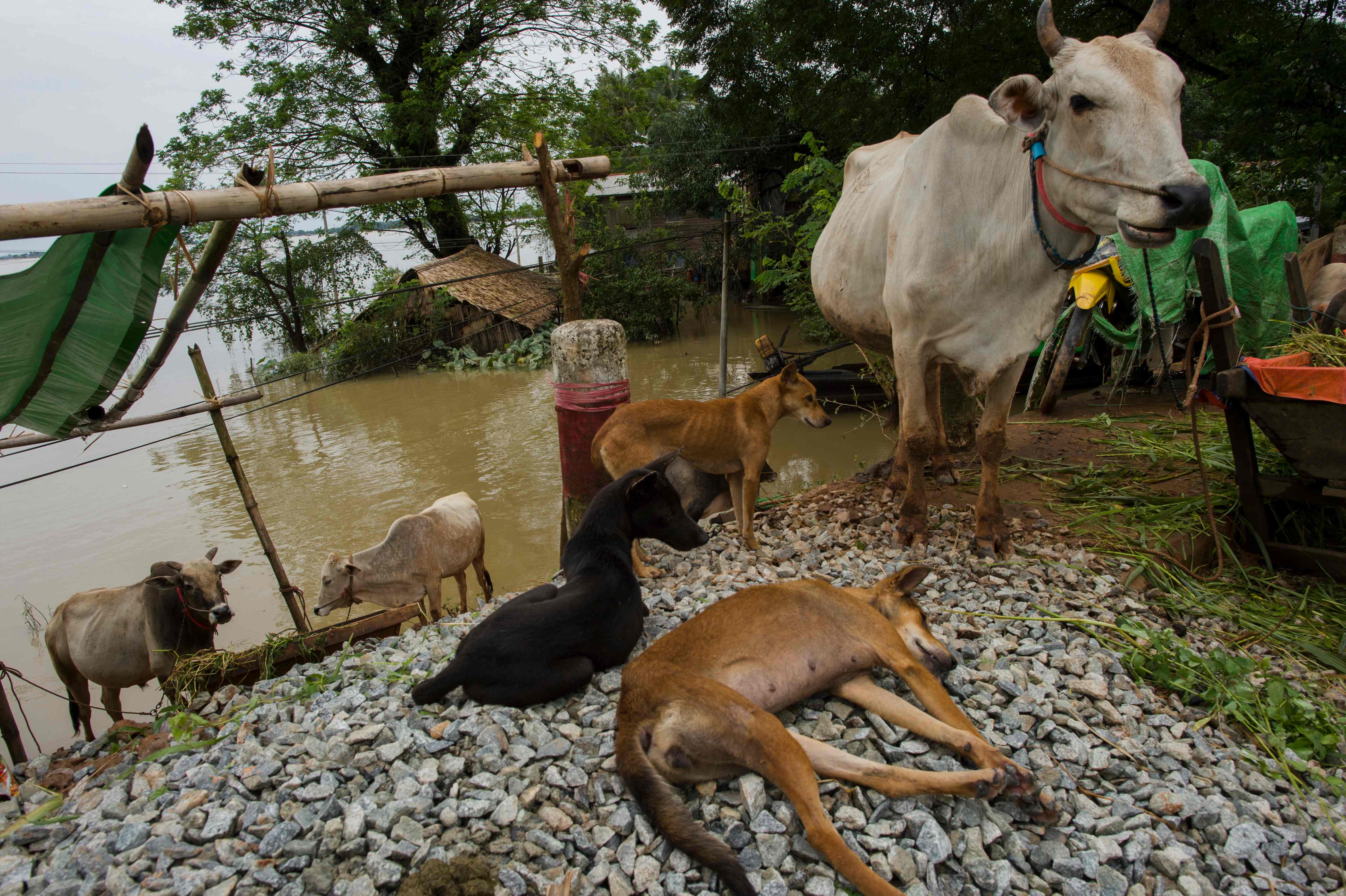 مقتل الحيوانات بسبب الفيضانات