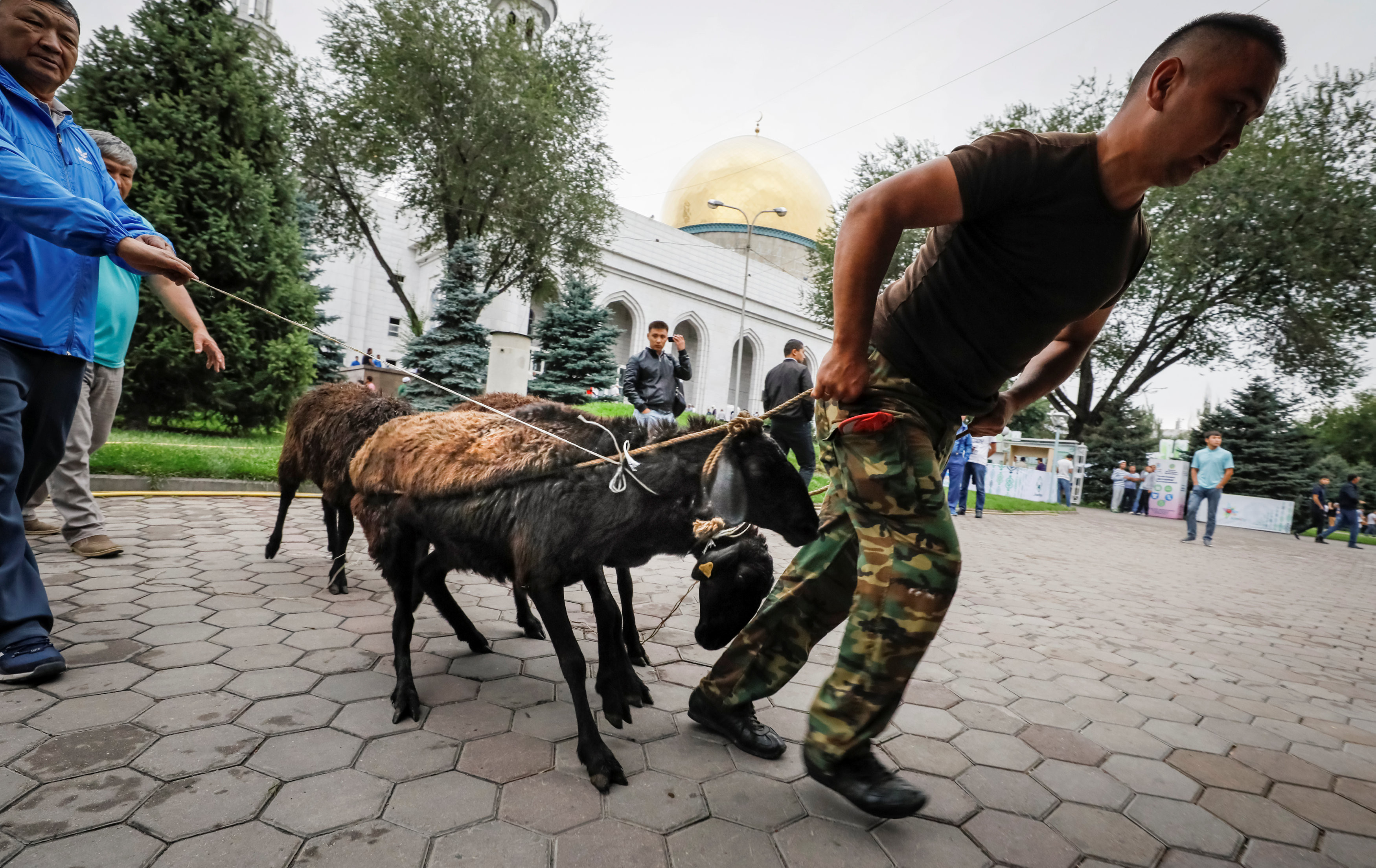 مواطن فى كازاخستان يجر الأضاحى استعدادا لذبحها