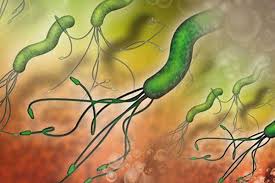 ما هى البكتيريا التى تسبب جرثومة المعدة