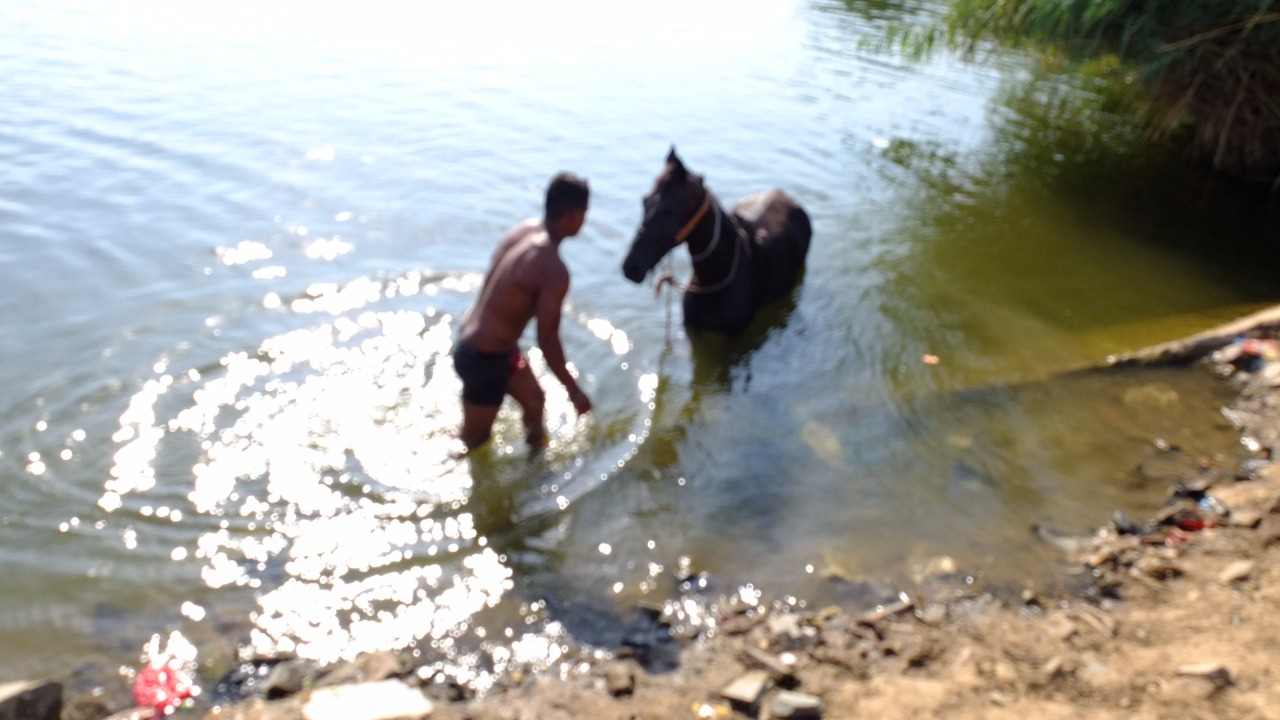 الحصان قبل خروجه من المياه