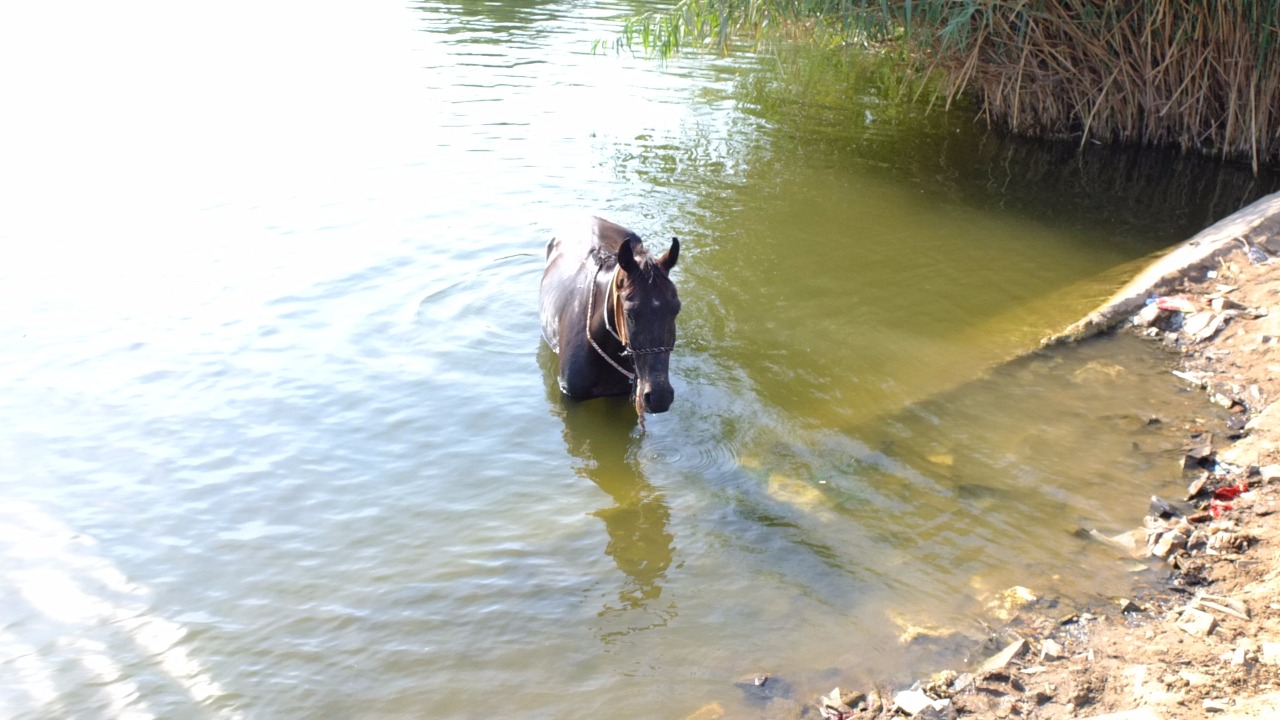 الحصان داخل المياه