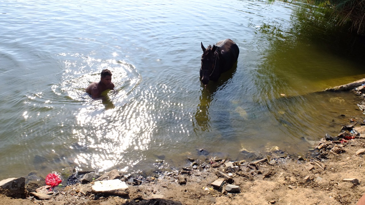 الحصان يسبح مع صاحبه فى المياه