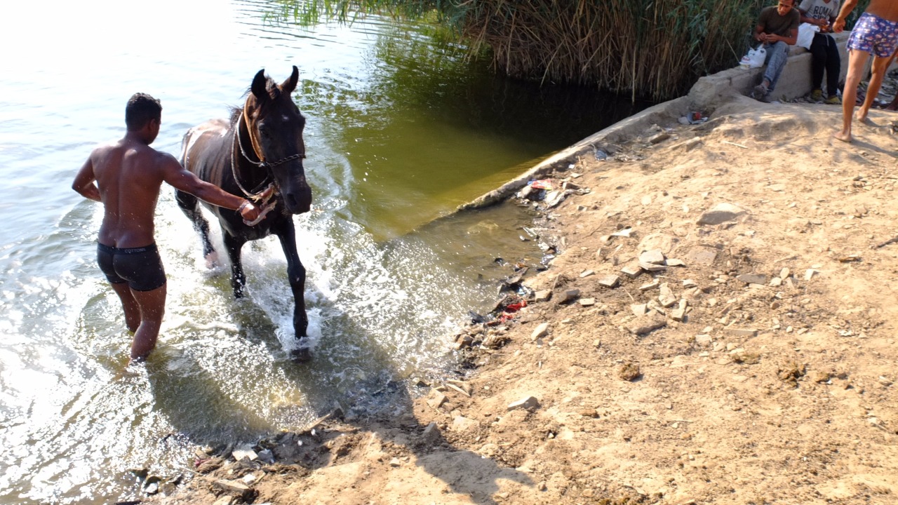 الحصان يخرج من المياه