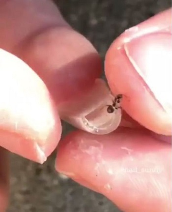 النمل يظل حيا بعد إزالة الأظافر