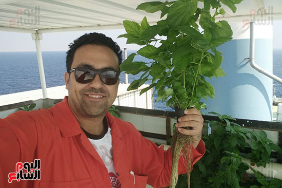 مهندس بترول يزرع سطح أول ناقلة بترول بالخضروات والنباتات العطرية (20)