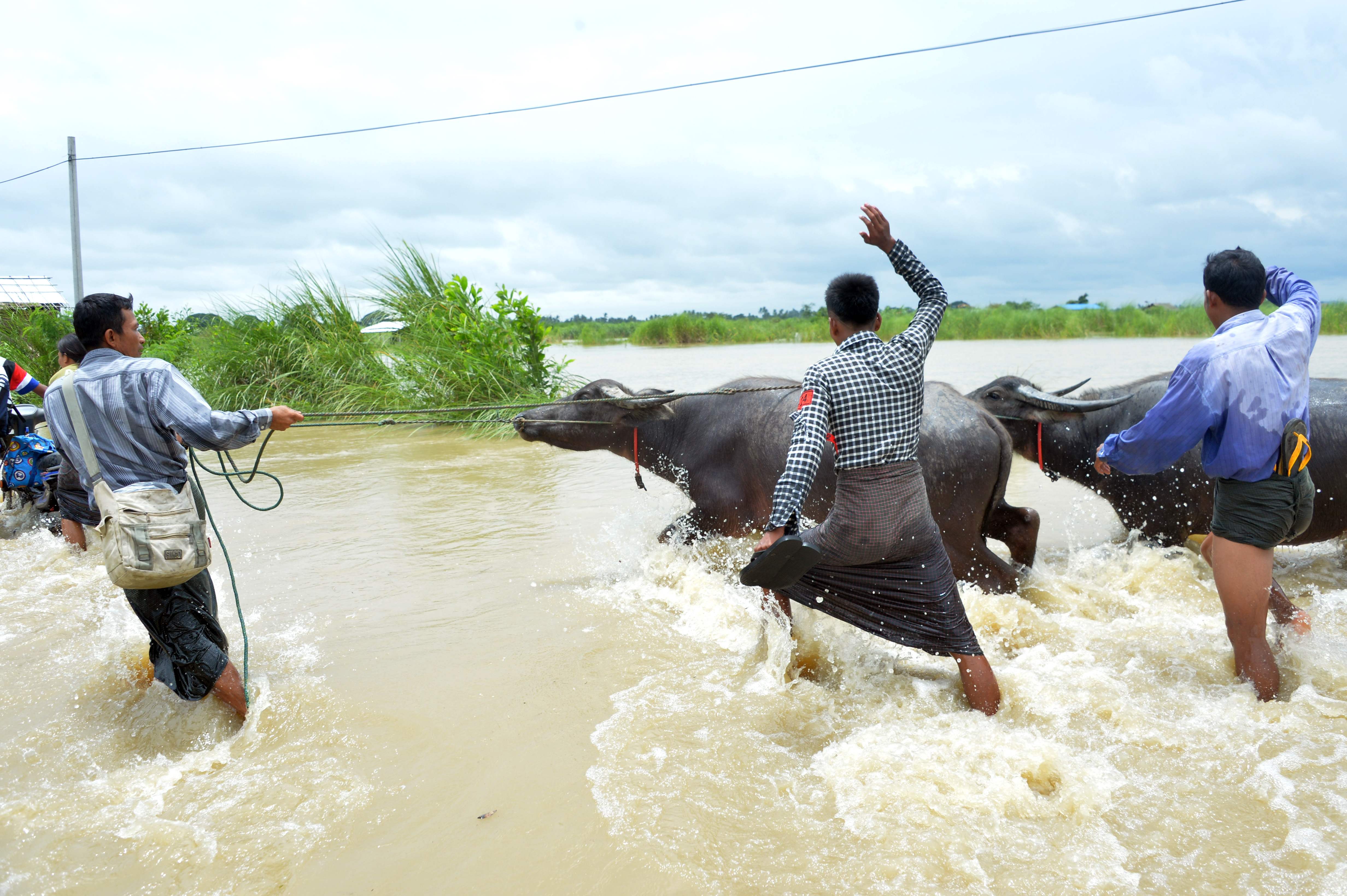 مزارعون يحاولون انقاذ الماشية من مياه الفيضان
