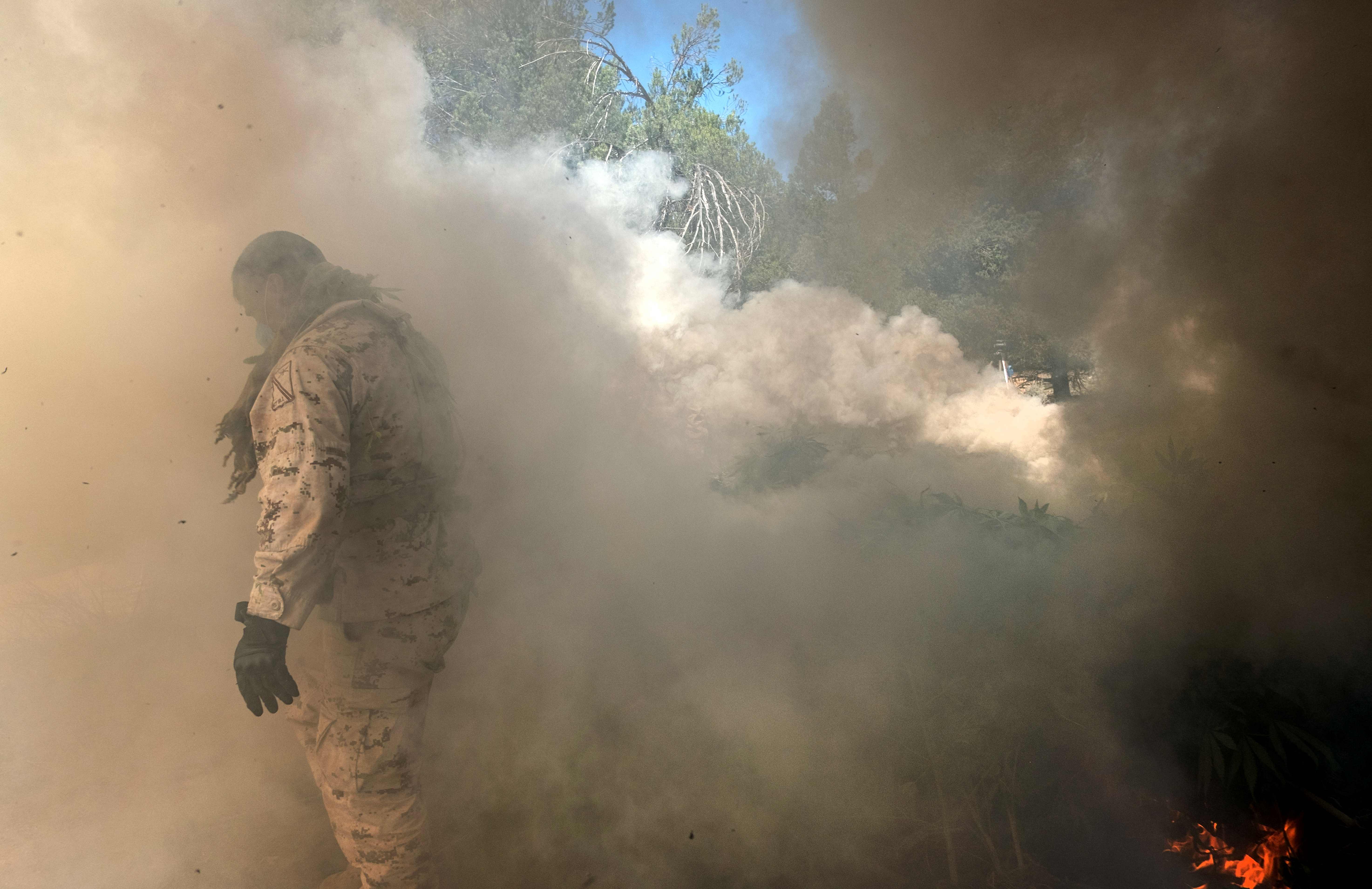 جيش المكسيك يحرق مزارع الماريجوانا 