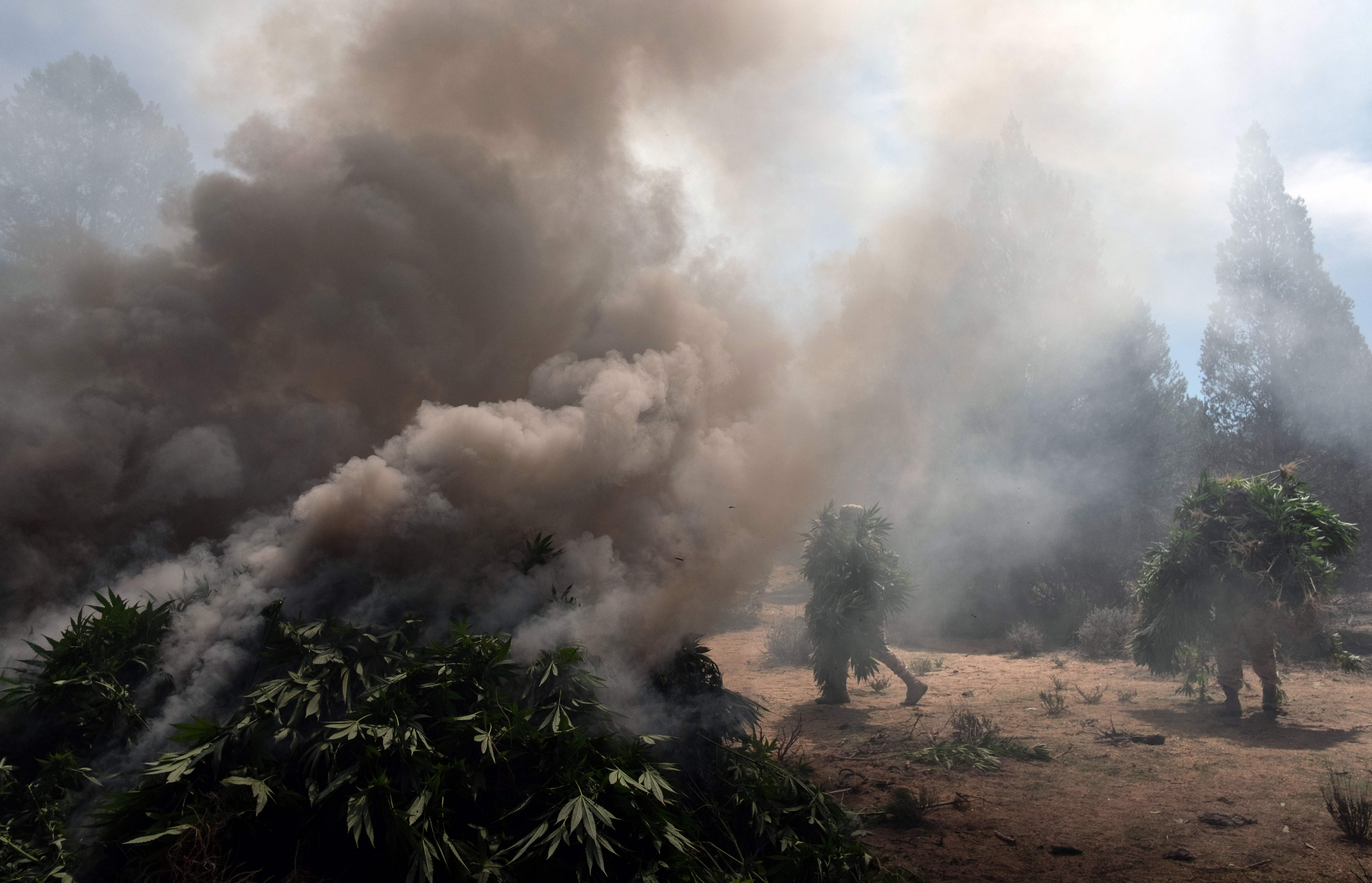 جانب من حرق الجيش الباكستانى مزارع الماريجوانا 