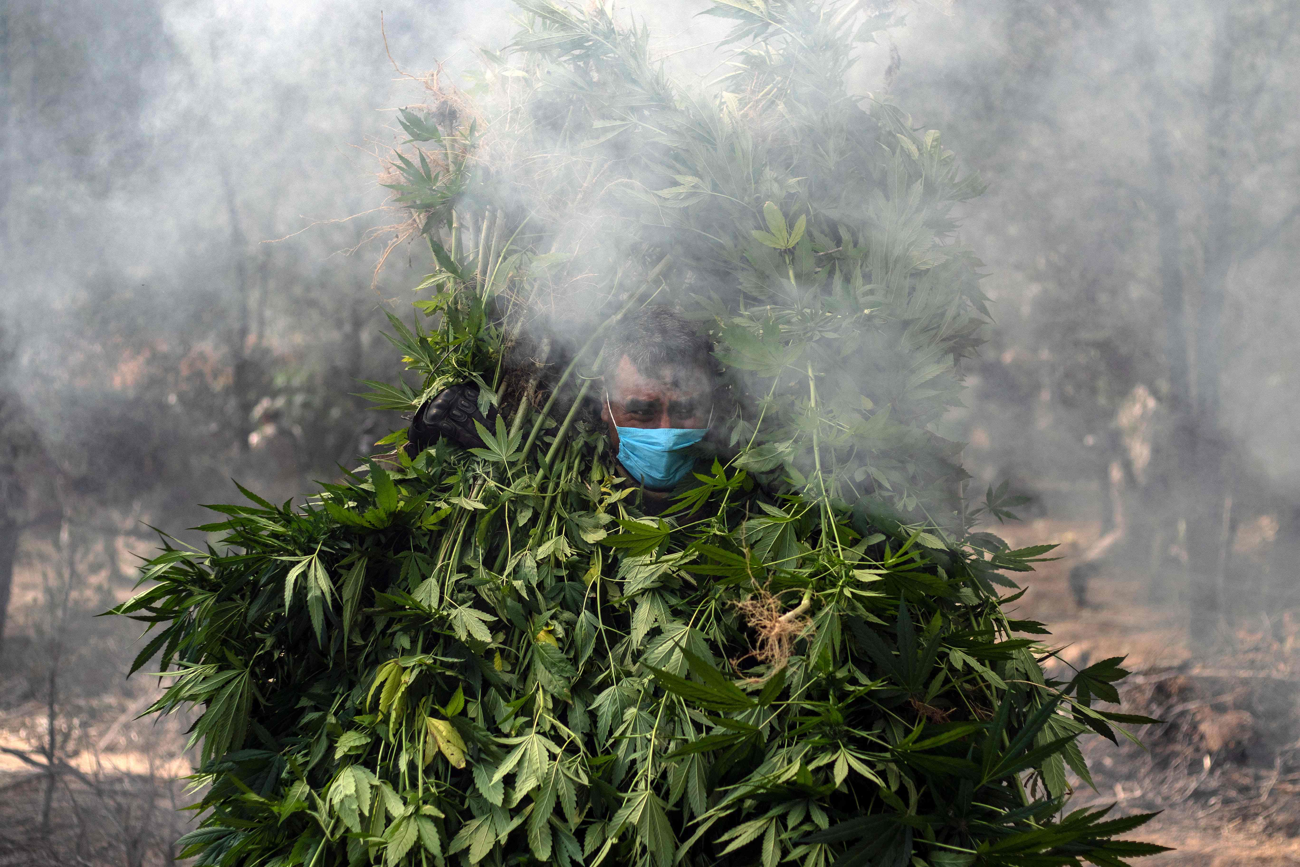 جانب من عمليات حرق مزارع الماريجوانا 