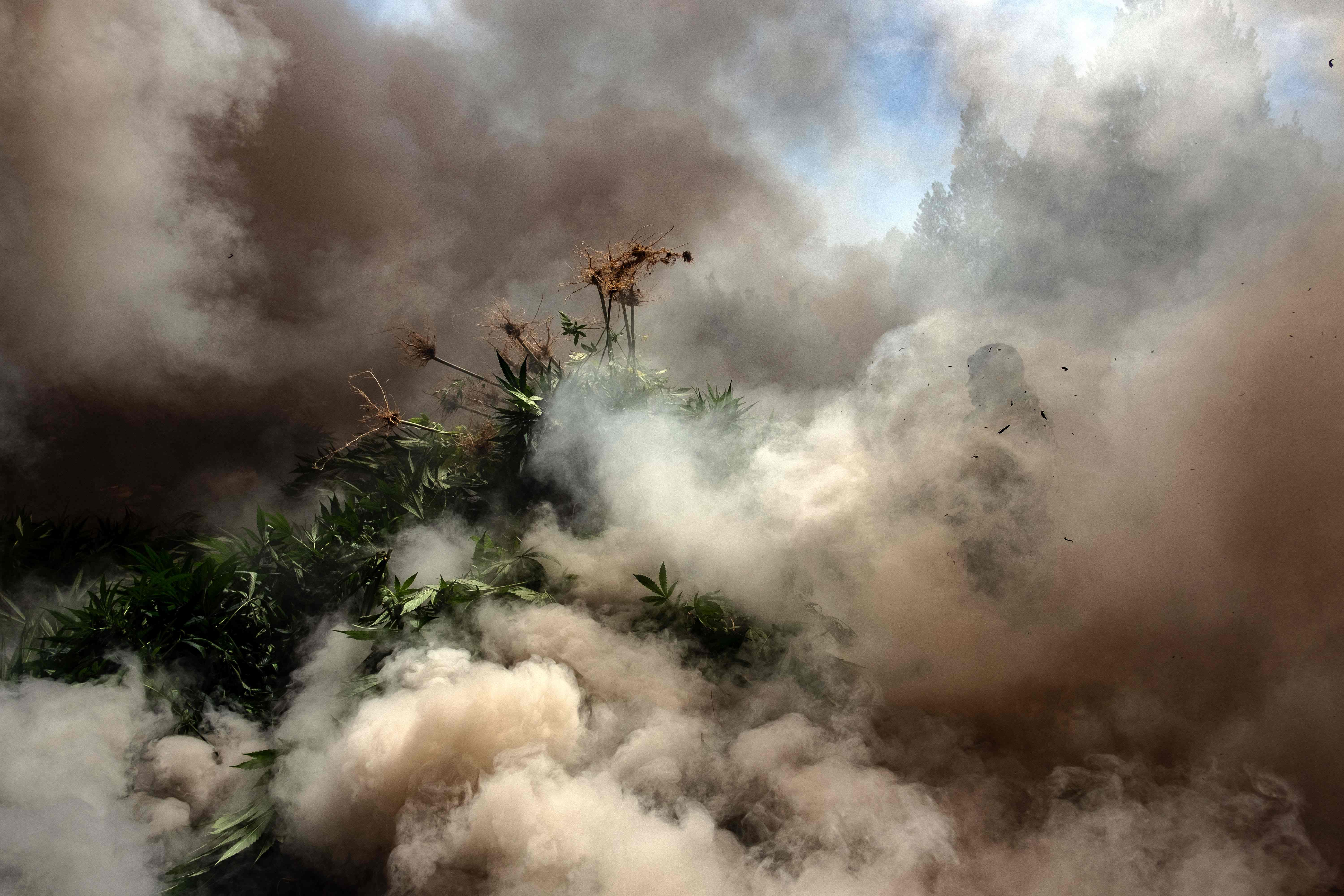 حرق الجيش المكسيكى مزارع الماريجوانا 