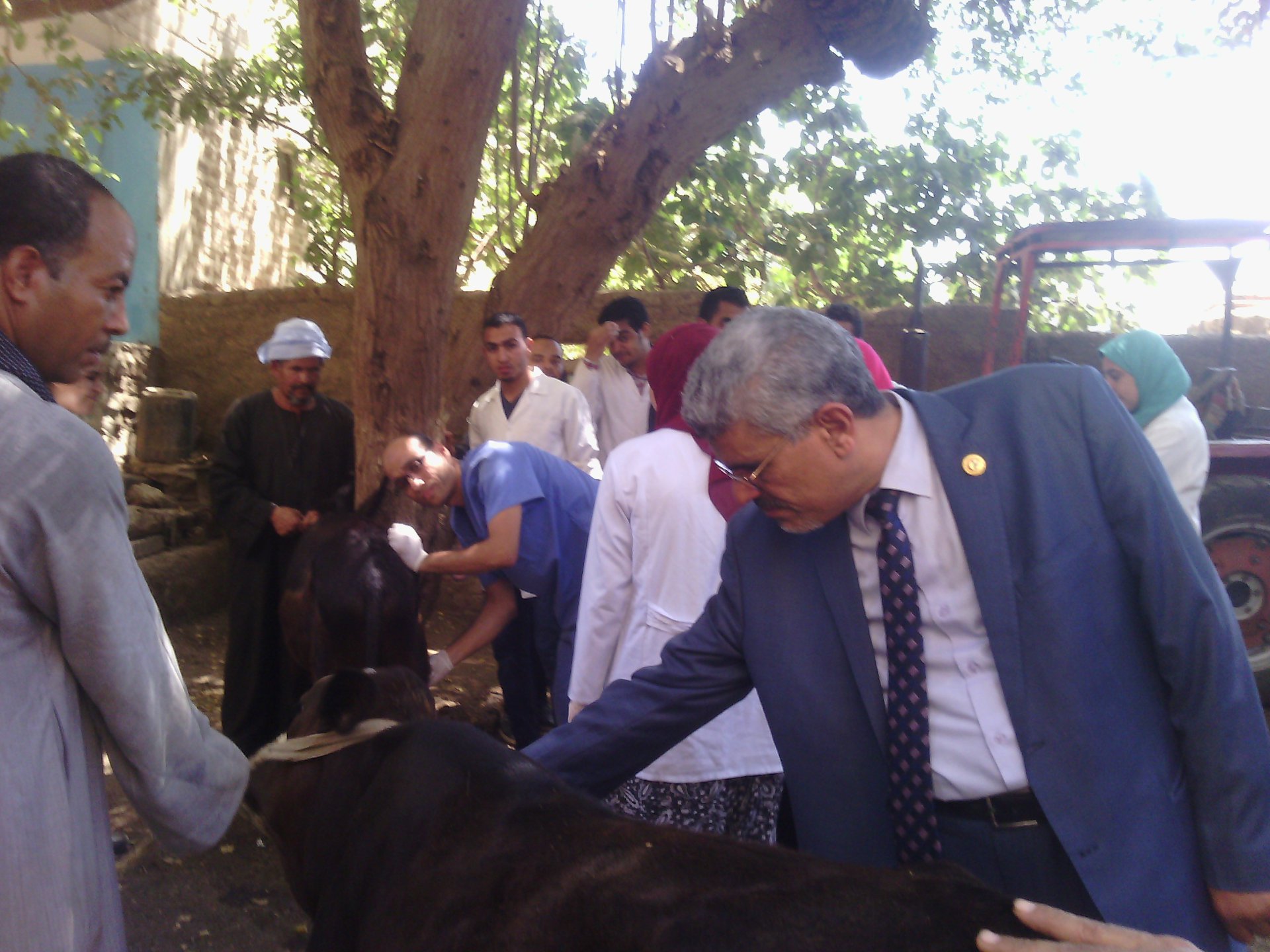 حملات تحصين الماشية بمحافظة اسيوط (7)