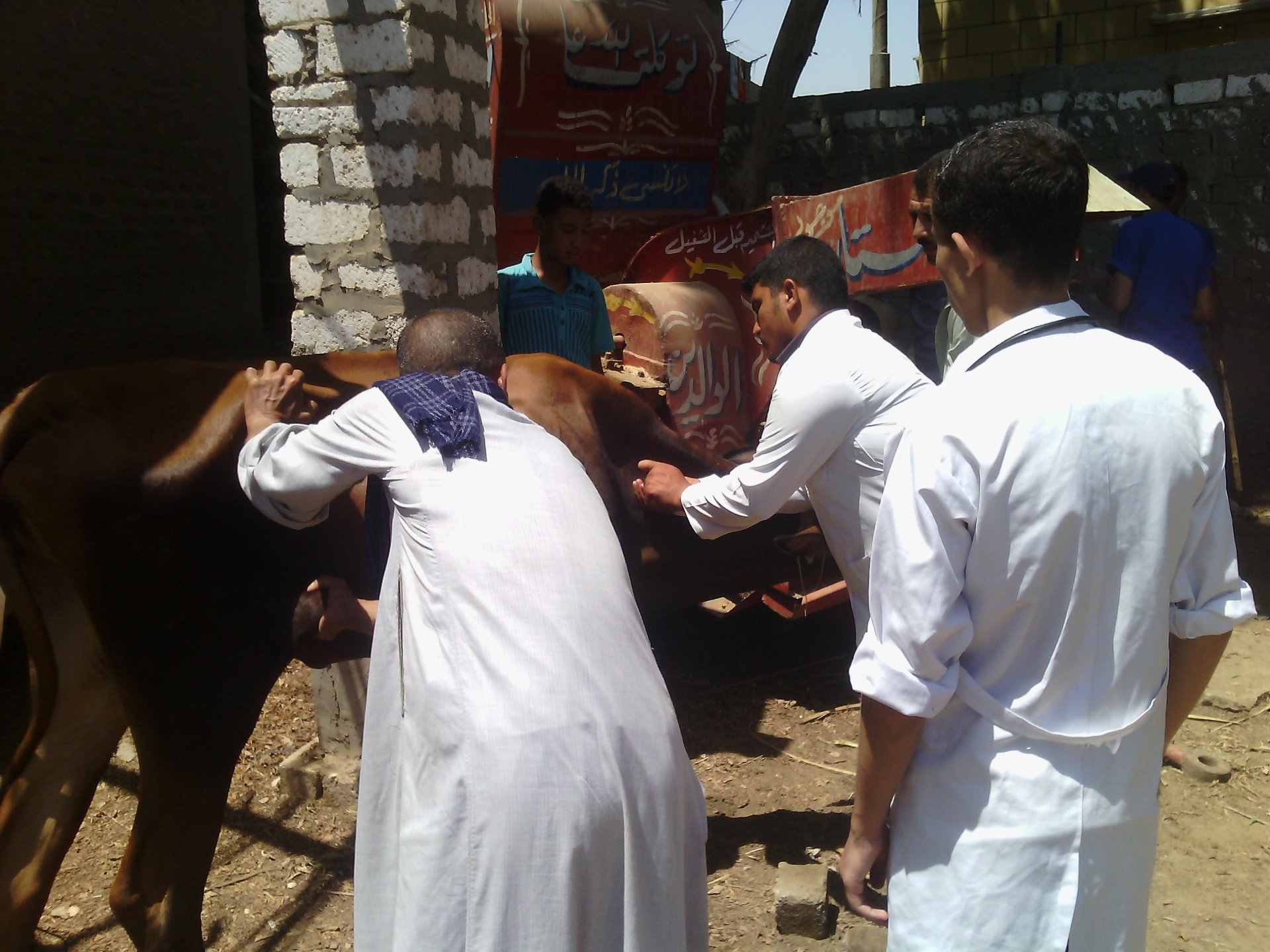 حملات تحصين الماشية بمحافظة اسيوط (6)